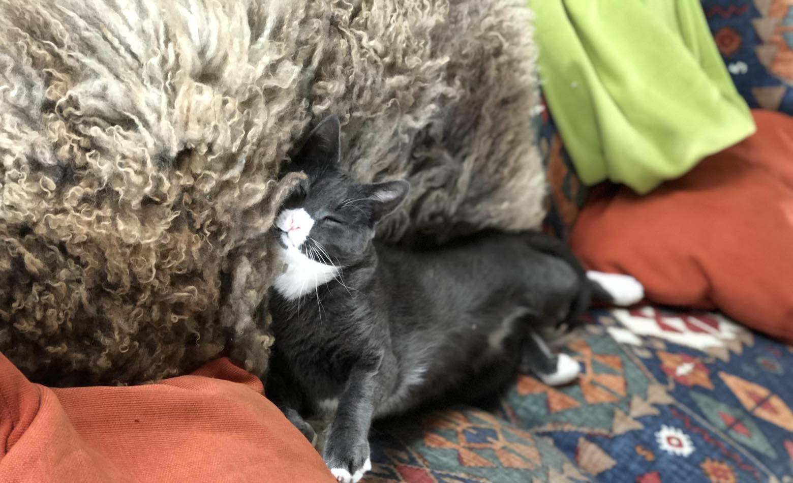 Lopper og flåter kat Espergærde dyreklinik